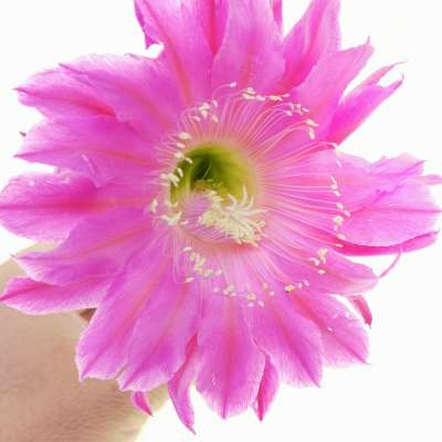 Echinopsis hybrid cv. Desdemona