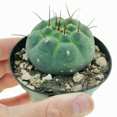 Matucana madisoniorum var. horridispina