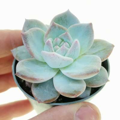 Echeveria colorata 'Blue prince'
