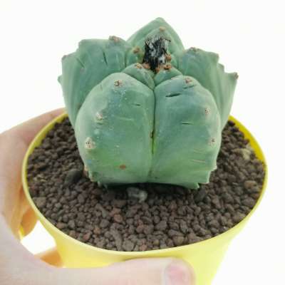 Astrophytum myriostigma cv. Kikko nudum