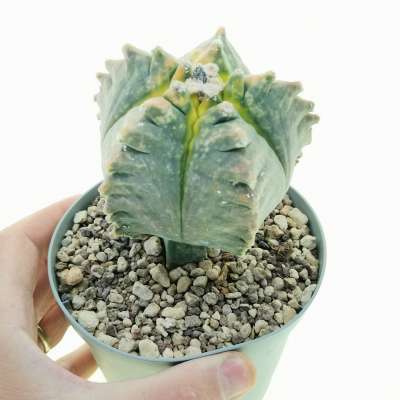 Astrophytum myriostigma cv. Kikko f. variegata