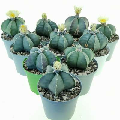 Astrophytum myriostigma var. nudum 10 pcs