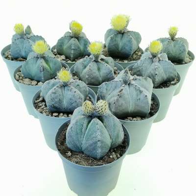 Astrophytum myriostigma 10 pcs