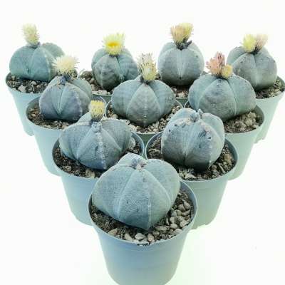 Astrophytum myriostigma var. quadricostatum 10 pcs.
