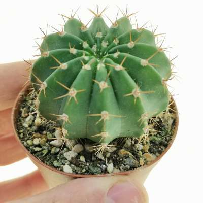 Echinopsis hybrid