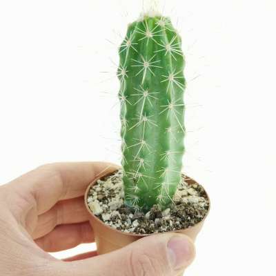 Echinocereus Parkeri SB 1575