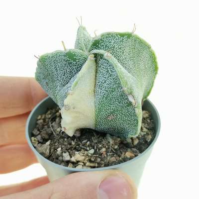 Astrophytum hybrid (myriostigma x ornatum) cv. curlispine f. variegata