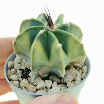 Astrophytum capricorne var. nudum f. variegata