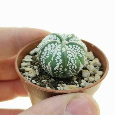 Astrophytum asterias hybrid (cv. Superkabuto) (CITES)