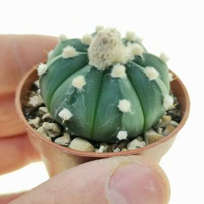 Astrophytum asterias hybrid var. nudum (CITES)