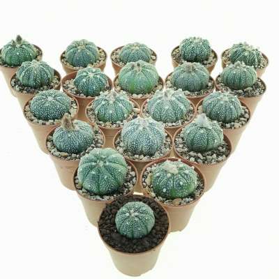 Astrophytum asterias hybrid 20 pcs (CITES)
