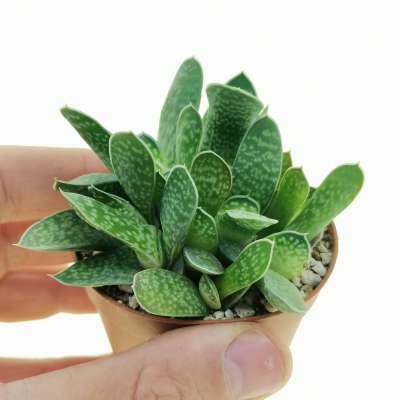 Gasteria baylissiana