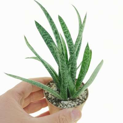 Gasteria pulchra