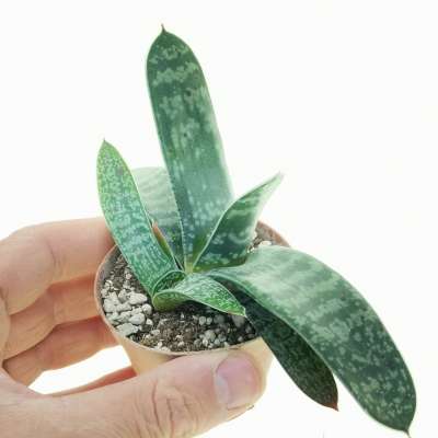 Gasteria croucheri