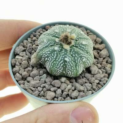 Astrophytum asterias hybrid (Star shape) (CITES)