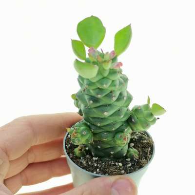 Monadenium ritchiei subs. nyambense