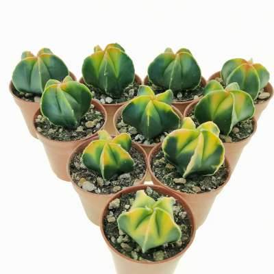 Astrophytum myriostigma cv. Koh-yo 10 pcs