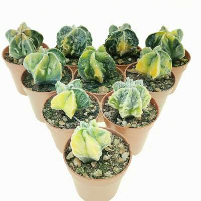 Astrophytum myriostigma cv. Fukuryu (type B) f. variegata 10 pcs