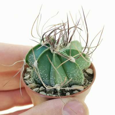 Astrophytum capricorne