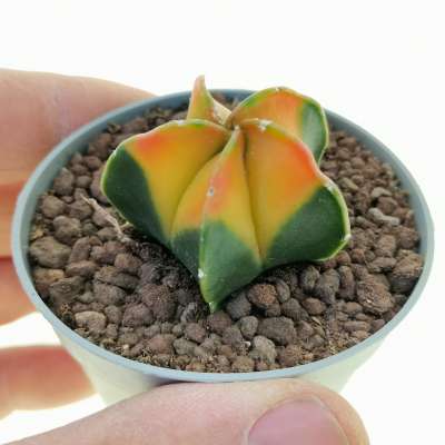 Astrophytum myriostigma cv. Koh-yo
