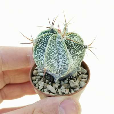 Astrophytum ornatum