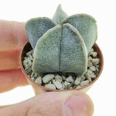 Astrophytum myriostigma