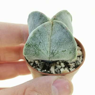 Astrophytum myriostigma var. quadricostatum
