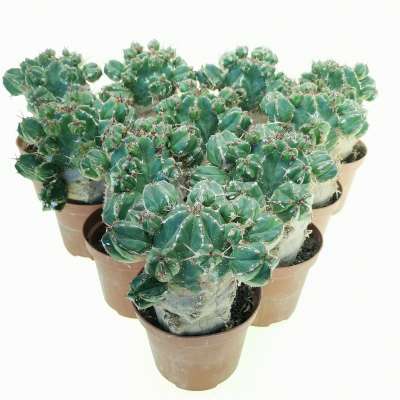 Euphorbia handiensis (Old Plant) 10 pcs