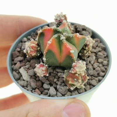 Astrophytum myriostigma var. nudum f. prolifera variegata (Red)