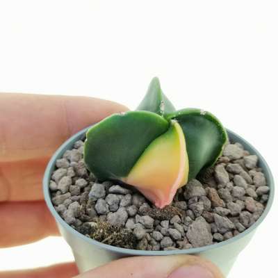 Astrophytum myriostigma var. quadricostatum nudum f. variegata