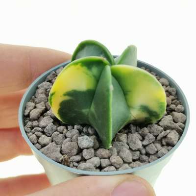 Astrophytum myriostigma var. nudum f. variegata