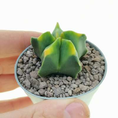Astrophytum myriostigma cv. Kikko Koh-yo nudum