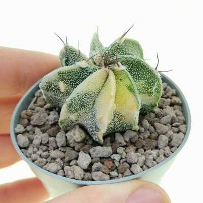 Astrophytum ornatum cv. Fukuryu (type B) f. variegata