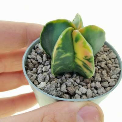 Astrophytum myriostigma var. nudum f. variegata