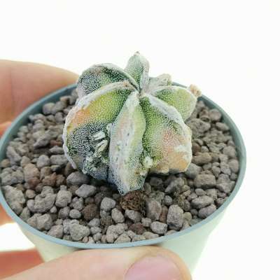 Astrophytum hybrid cv. fukuryu (Type B) Haku-Jo f. variegata
