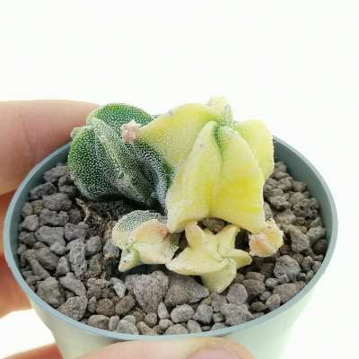 Astrophytum myriostigma f. prolifera variegata