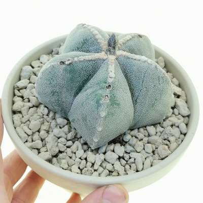 Astrophytum myriostigma