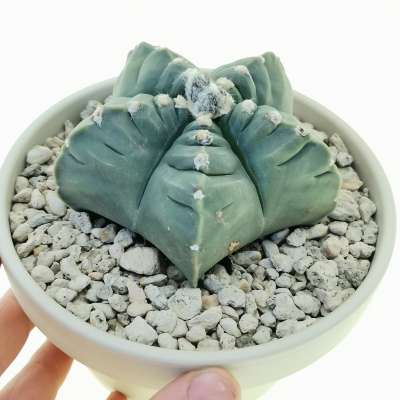 Astrophytum myriostigma cv. Kikko var. nudum