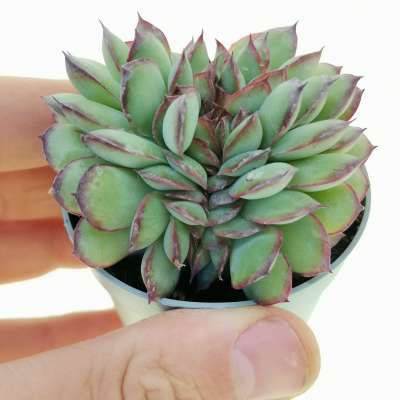 Echeveria 'Moonshine' f. crestata