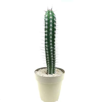 Pachycereus pecten-aboriginum - Giromagi