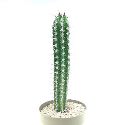 Pachycereus pecten-aboriginum - Giromagi