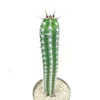 Pachycereus pecten-aboriginum - Giromagi