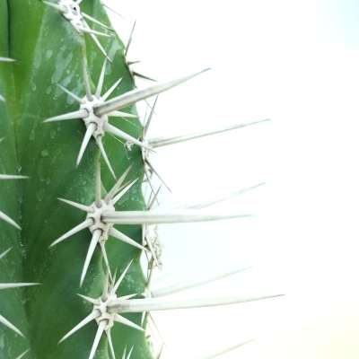 Pachycereus pecten-aboriginum - Giromagi