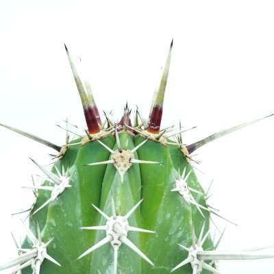 Pachycereus pecten-aboriginum - Giromagi
