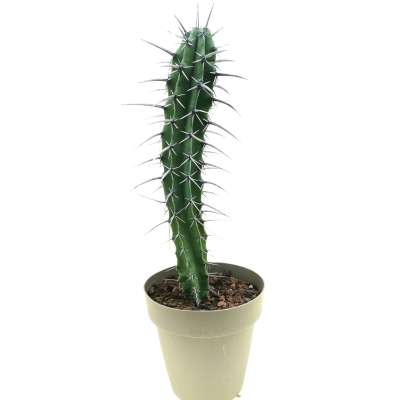 Myrtillocactus geometrizans (Long spines)