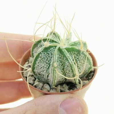 Astrophytum capricorne subs. senile cv. Krausii