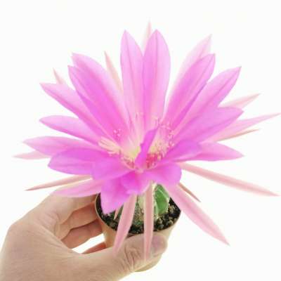 Echinopsis hybrid 'Maria piazza'