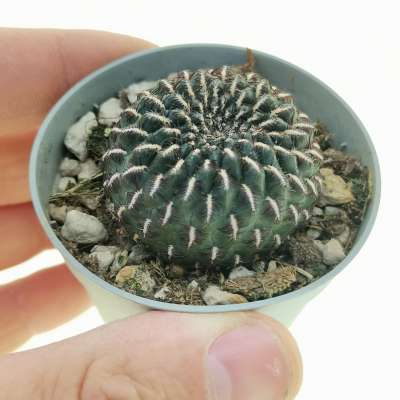 Sulcorebutia heinzii