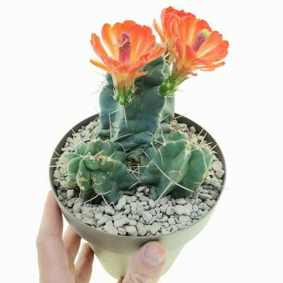 Echinocereus triglochidiatus