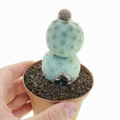 Tephrocactus geometricus